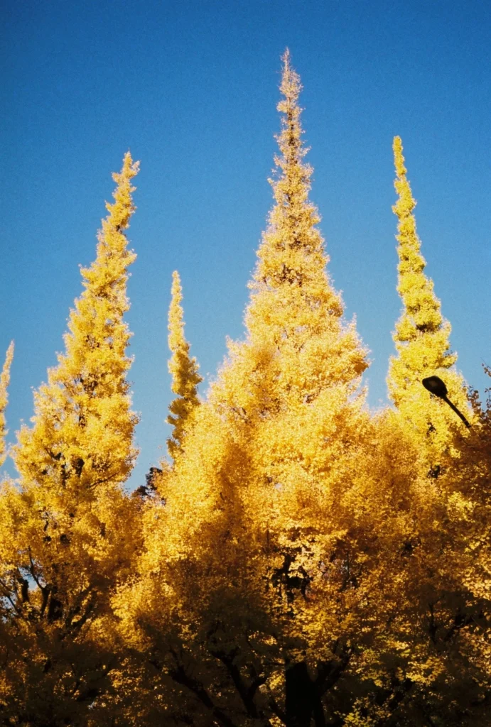 Fuji C200